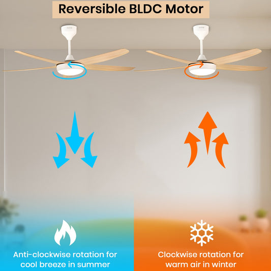 Simple Oltao Designer Fans